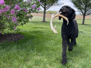 Standard poodle puppy checklist