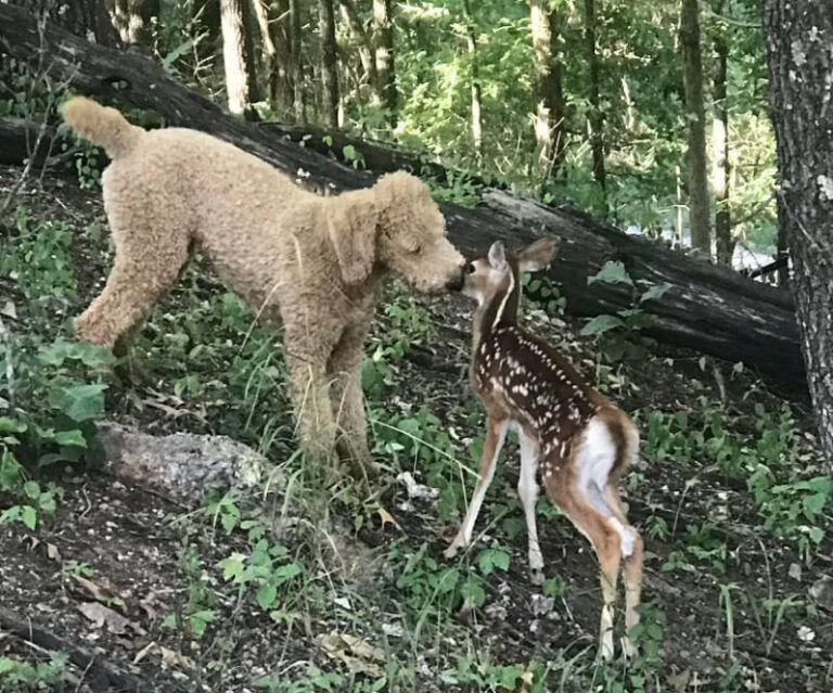 Our Adult Standard Poodles - Higher Standard Poodles