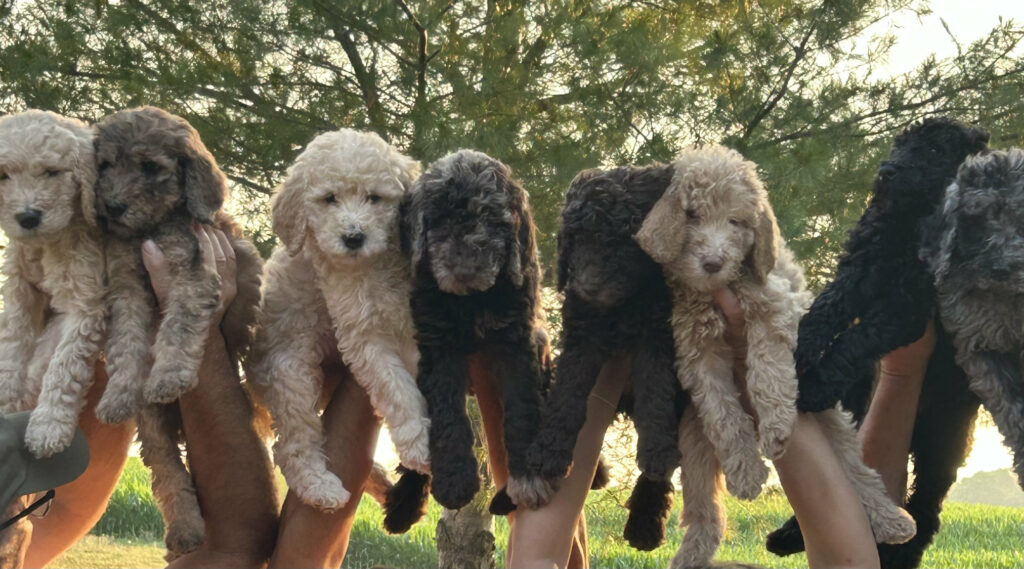 Standard Poodle Puppies For Il
