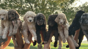 Standard Poodle Puppies for sale IL