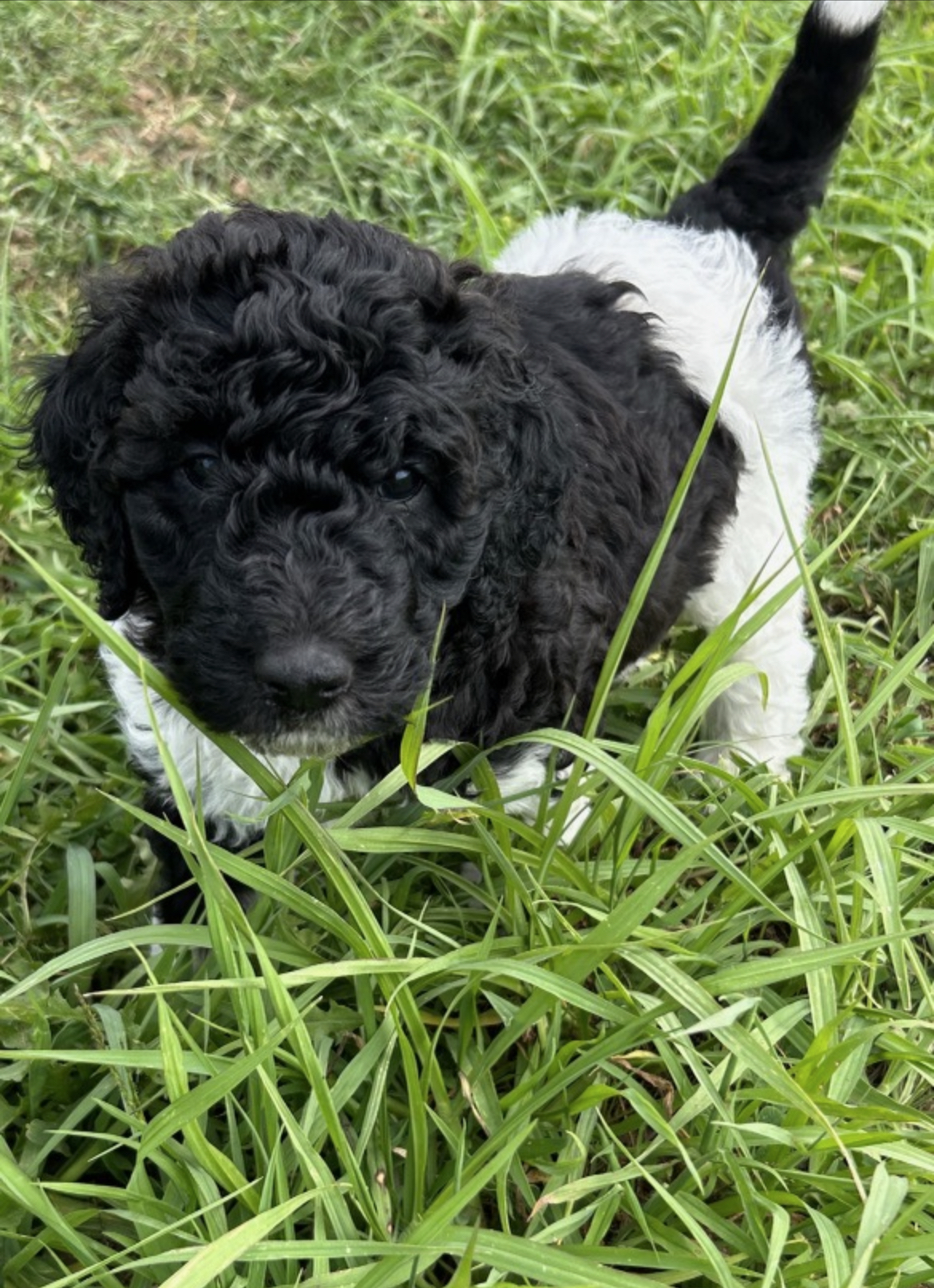 Standard Poodle Colors: Exploring Standard Poodle Colors