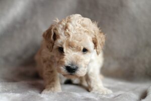 Standard Poodle Puppies for sale IL