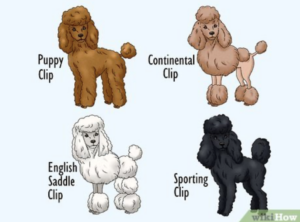 Cartoon picture of four standard poodles with puppy poodle clip, continental clip, English saddle clip, sporting clip