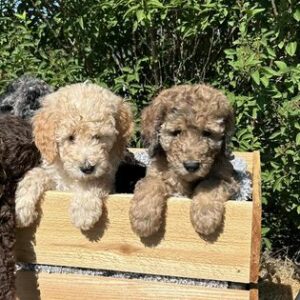 standard poodle puppies KY