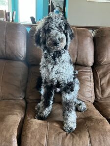 Black and silver poodle sitting on the couch