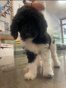 Standard poodle puppies IL
Puppy in the school classroom