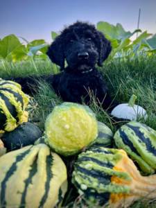 Standard Poodle Puppies IL Poodle Puppy in squash patch