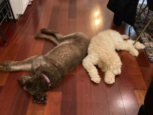 two standard poodle puppies laying on the floor