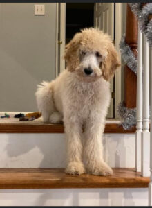 cream standard poodle puppy sitting on the stairs
