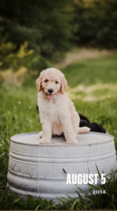 Standard poodle puppies KY