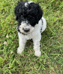 standard poodle puppies for sale IL