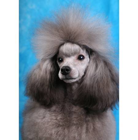 silver poodle standard