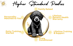 ethical standard poodle breeders