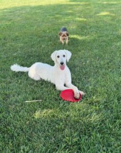 White STANDARD Poodle COLOR