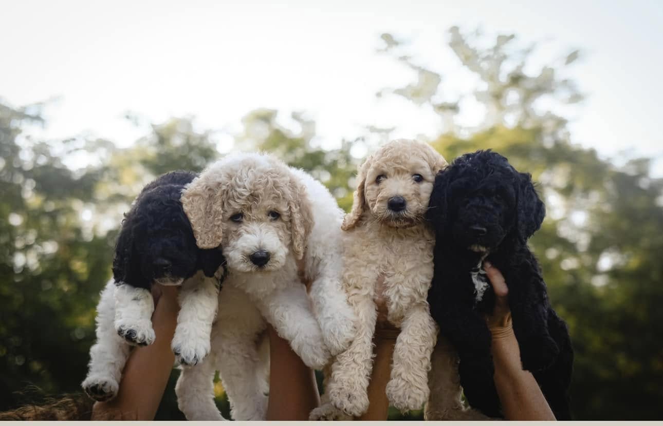Standard poodle puppy breed guide