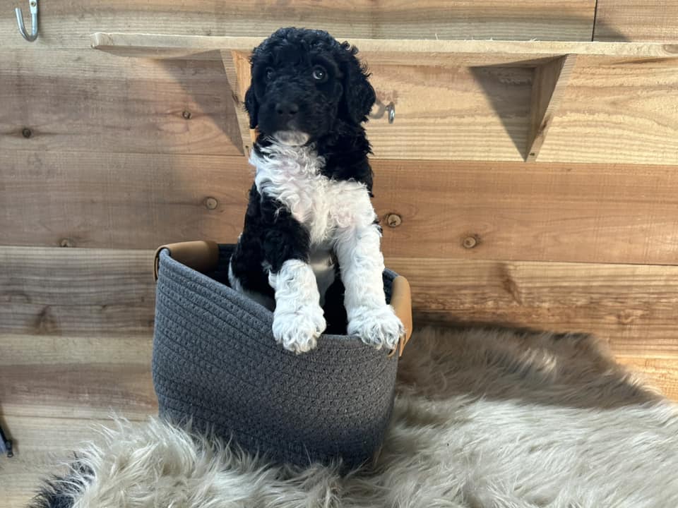 Standard poodle temperament