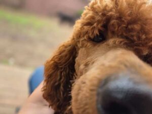 Ear infections in standard poodles