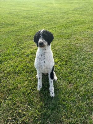 Our Adult Standard poodle