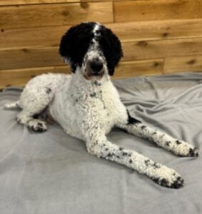 Health tested Standard Poodle Breeding dog from Higher Standard Poodles