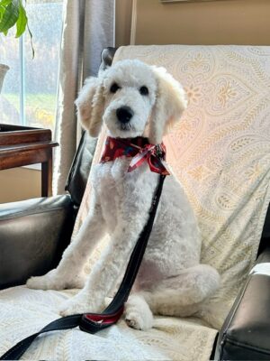 Standard poodle emotional support dog