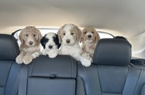 standard poodle puppies for sale IL
