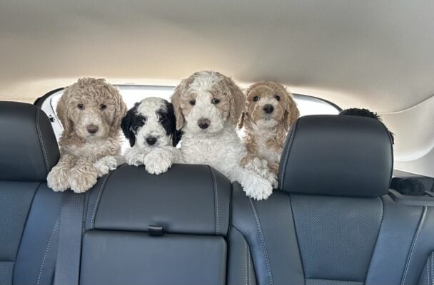standard poodle puppies for sale IL