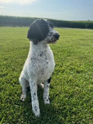Beautiful Parti Standard Poodle Sizes