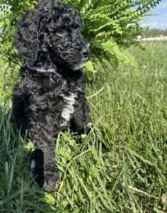 Health tested standard poodle puppy from Higher Standard Poodles in Illinois
