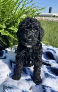 STANDARD POODLE COLORS