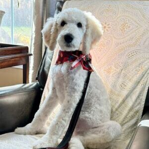Standard poodle emotional support dog